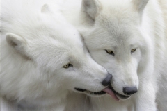 Cuddling-Polar-Wolves
