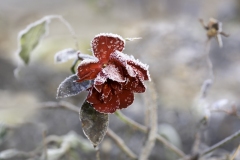Frozen-Rose
