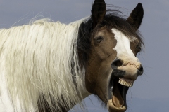 Laughing-Horse