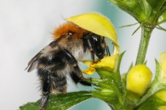 Humblebee | UU-Fotografie – Ulrike Unterbruner