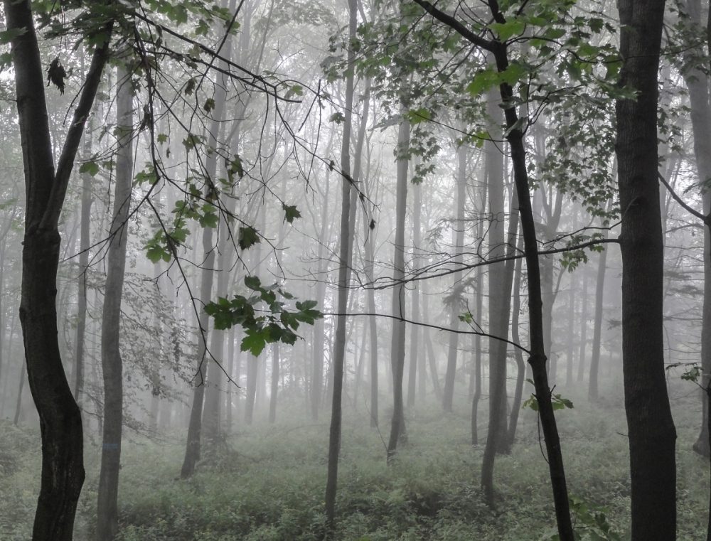 Fog In The Forest | UU-Fotografie – Ulrike Unterbruner