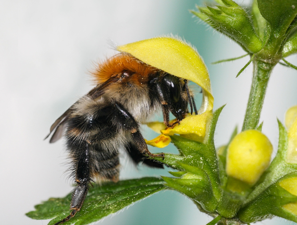 Humblebee | UU-Fotografie – Ulrike Unterbruner