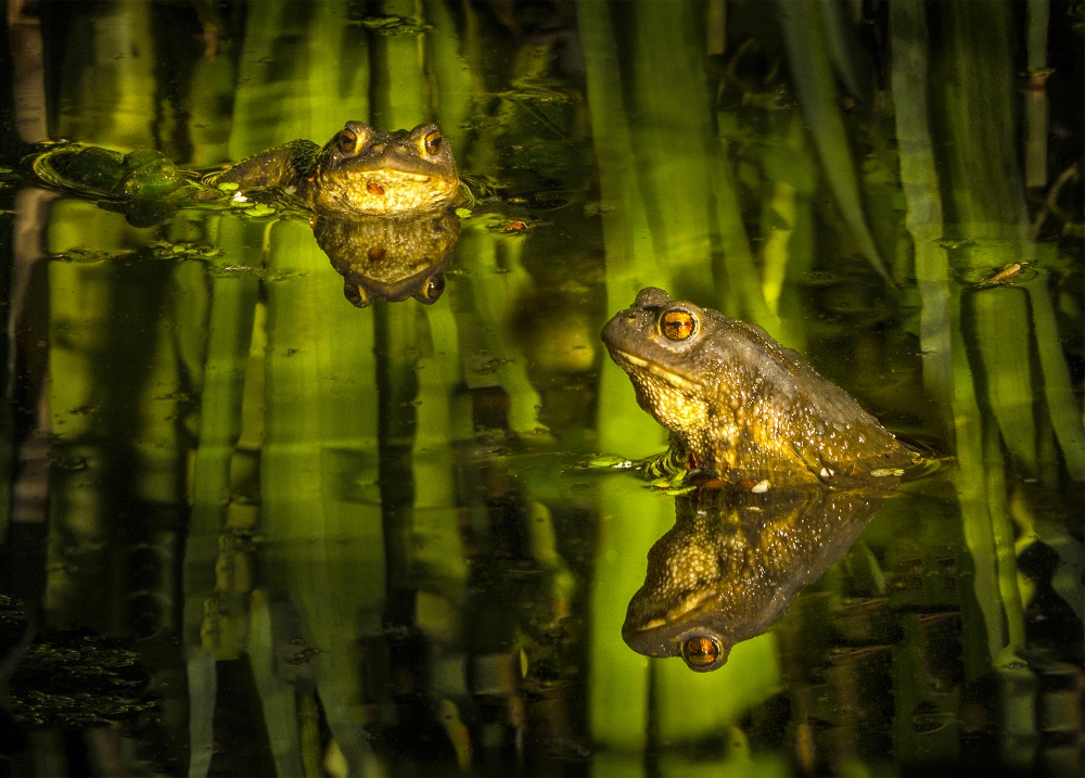Toads in Garden Pond | UU-Fotografie – Ulrike Unterbruner