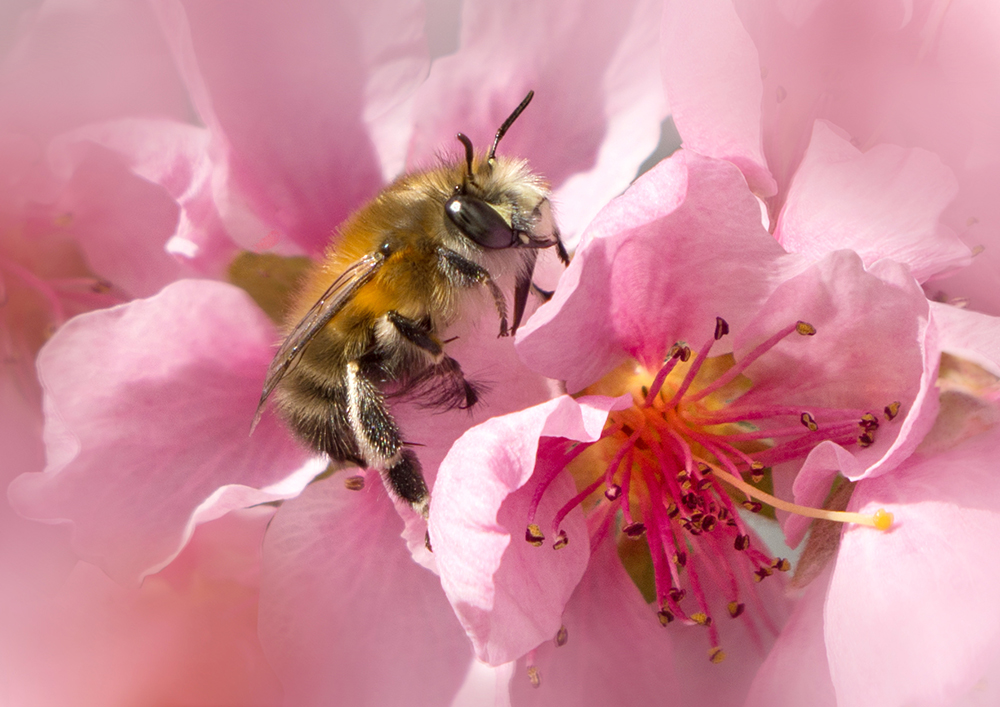 Wildbee on Peach Blossoms | UU-Fotografie – Ulrike Unterbruner