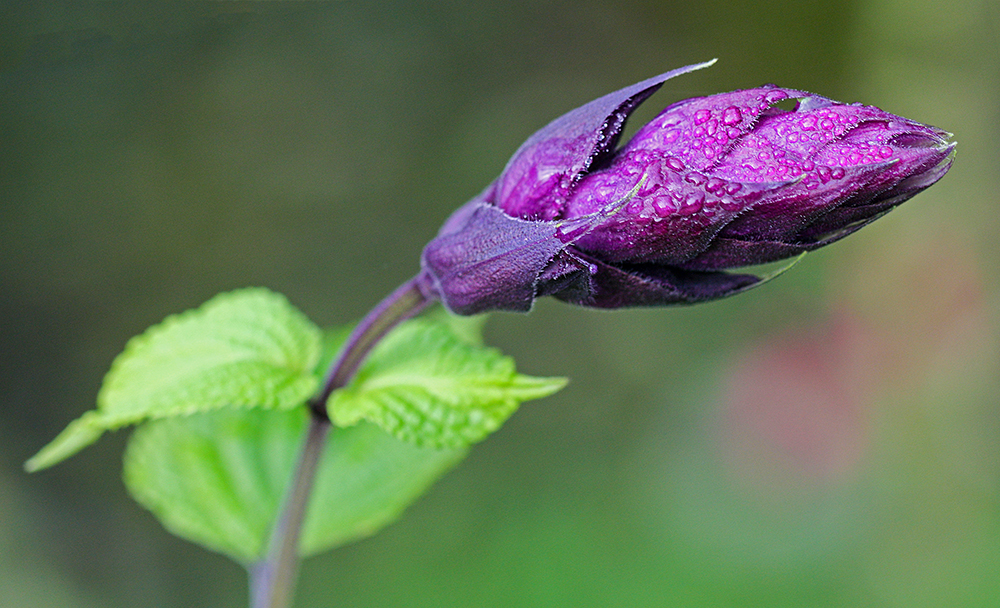 Buds of Salvia | UU-Fotografie – Ulrike Unterbruner