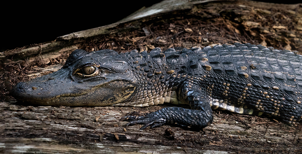 Alligatorbaby | UU-Fotografie – Ulrike Unterbruner