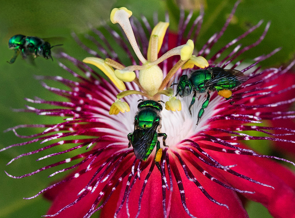 Green Bees on Passiflora | UU-Fotografie – Ulrike Unterbruner