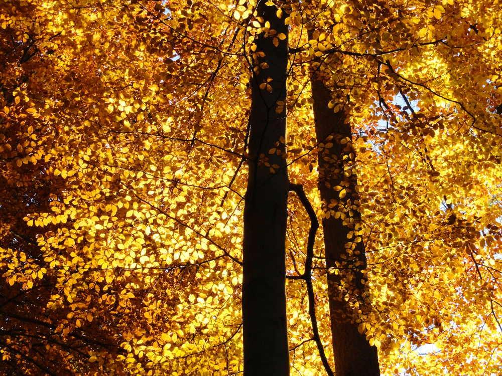 Autumn Flames | UU-Fotografie – Ulrike Unterbruner