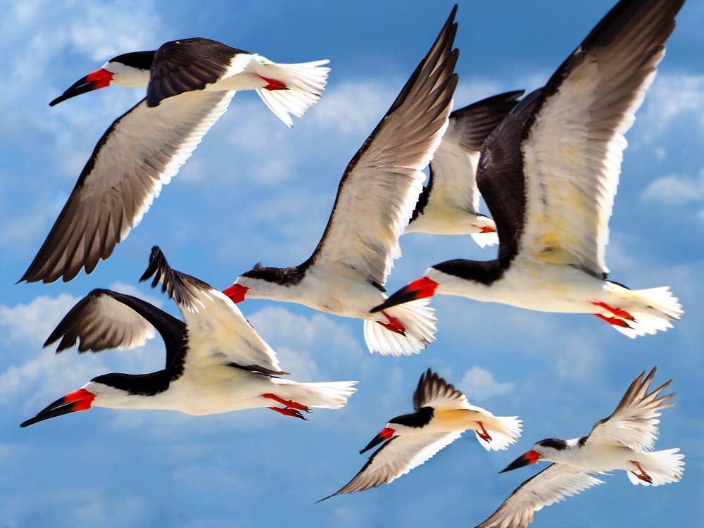 Black Skimmer | UU-Fotografie – Ulrike Unterbruner