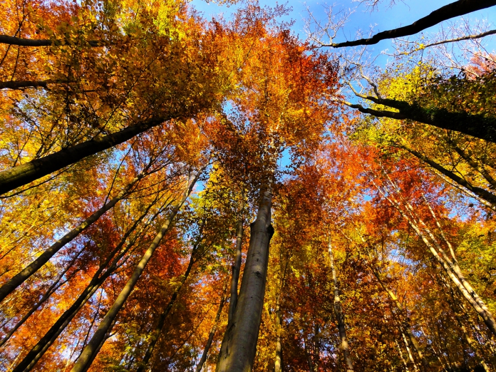Colourful Autumn | UU-Fotografie – Ulrike Unterbruner