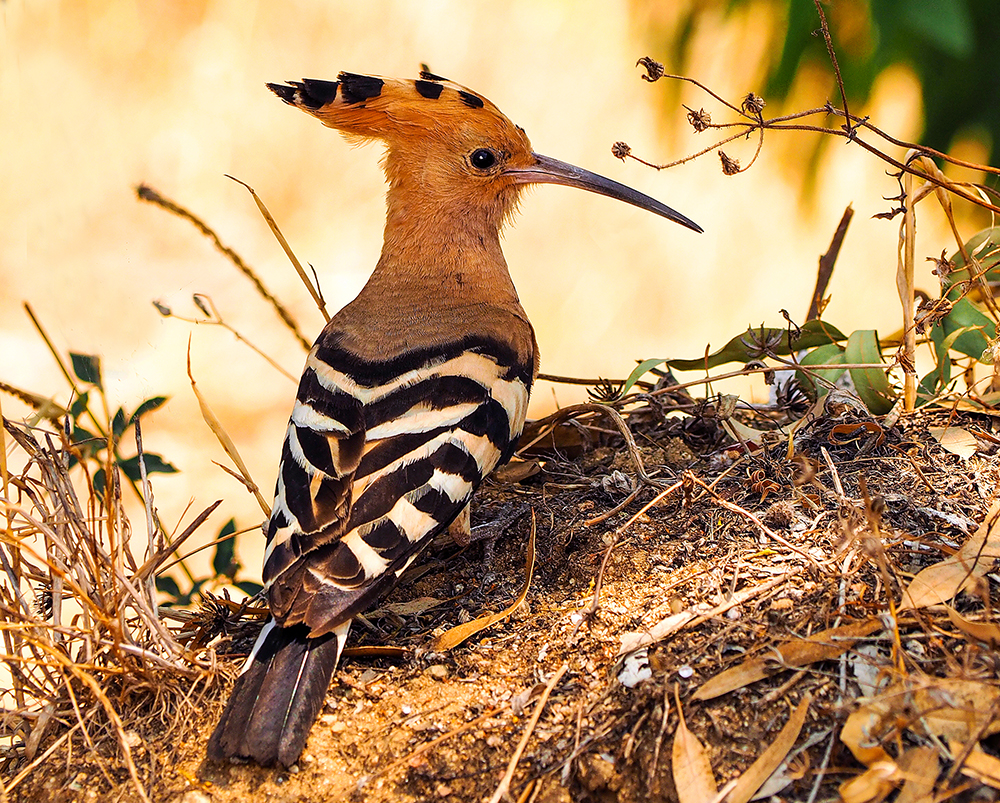 Eurasian Hoopoe | UU-Fotografie – Ulrike Unterbruner