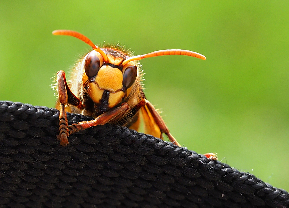 Hornet | UU-Fotografie – Ulrike Unterbruner