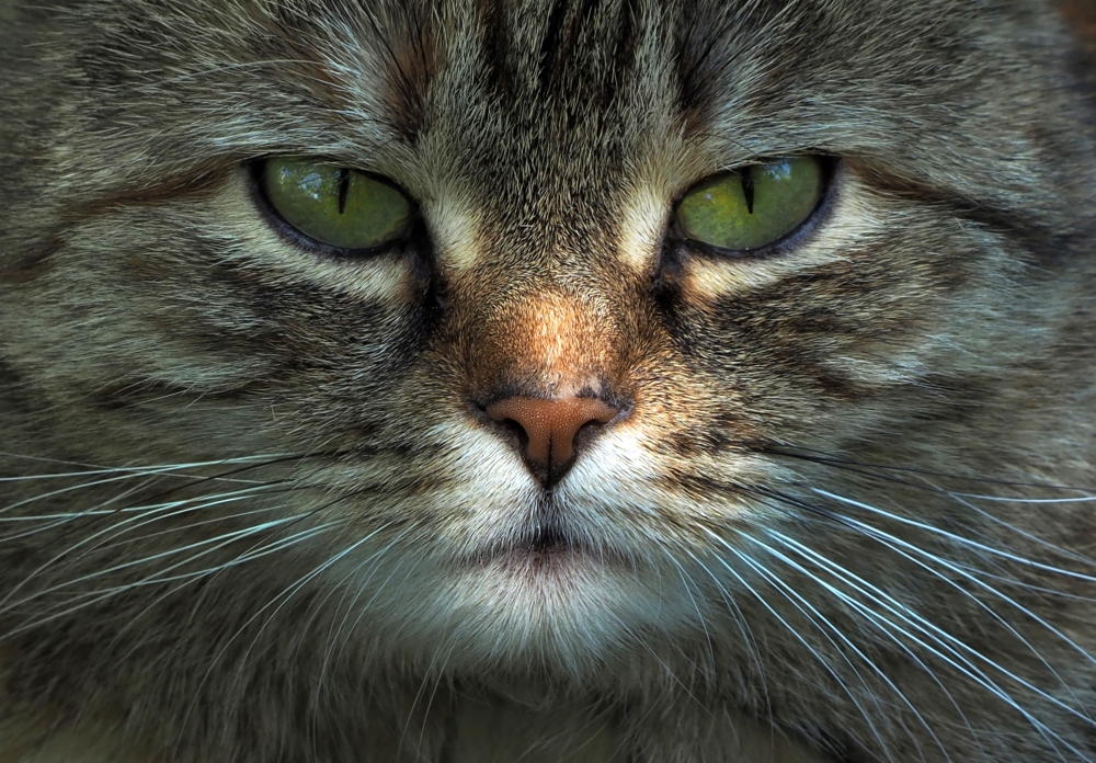 My Cat | UU-Fotografie – Ulrike Unterbruner