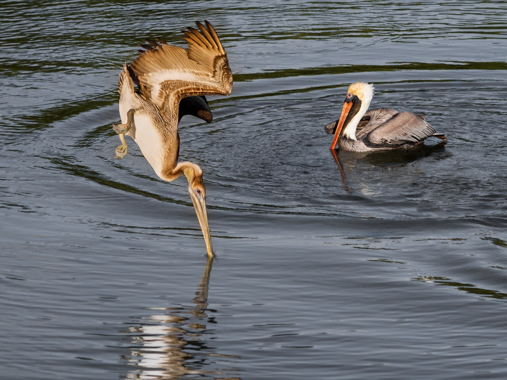 Pelican Diving | UU-Fotografie – Ulrike Unterbruner