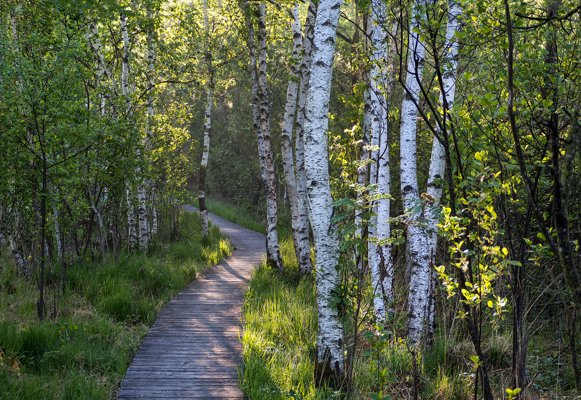 Birch Trees In Morning Light | UU-Fotografie – Ulrike Unterbruner