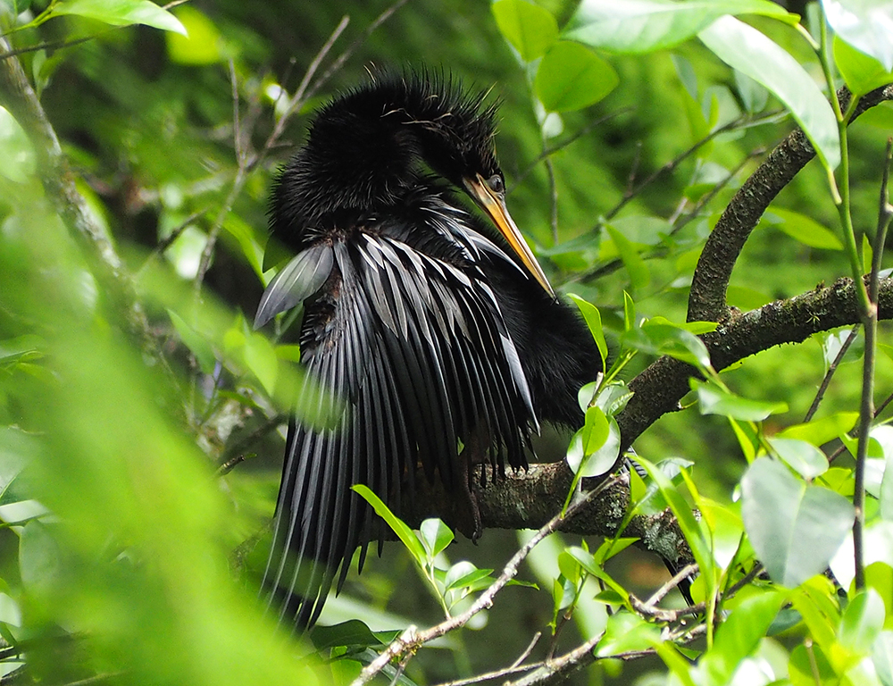 Anhinga | UU-Fotografie – Ulrike Unterbruner