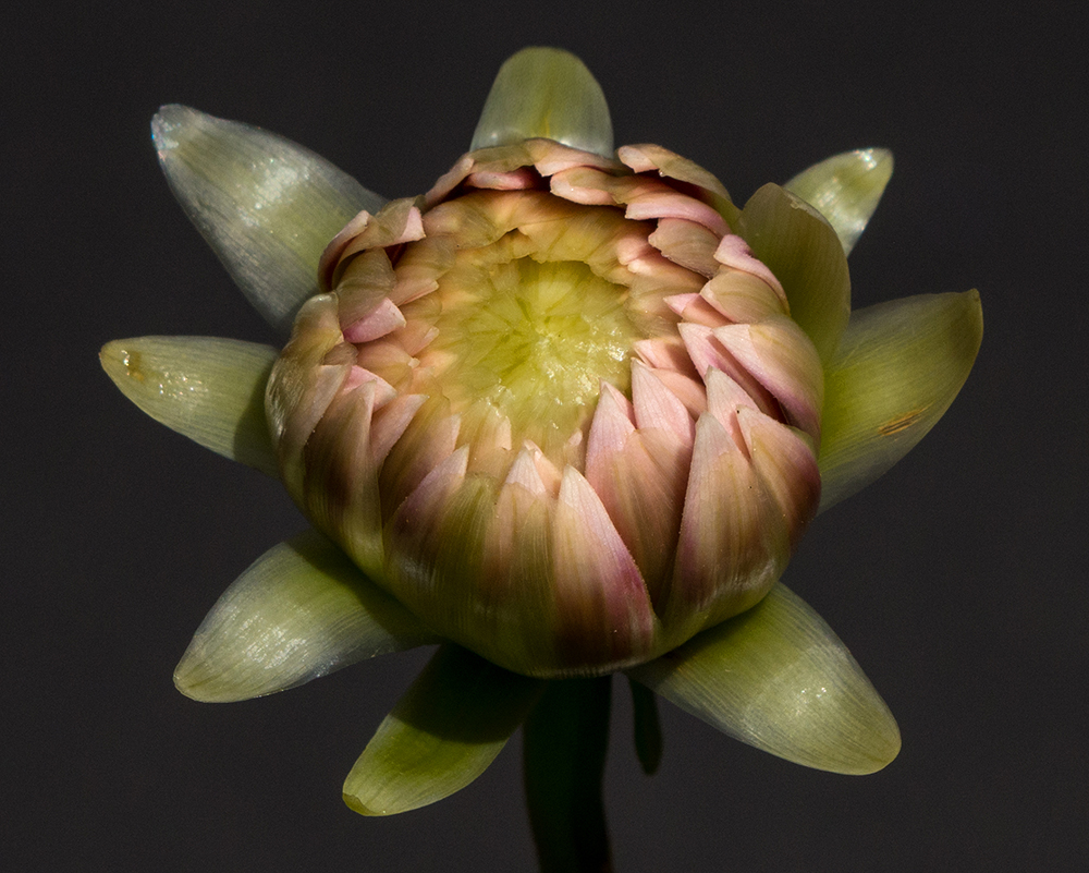 Tiny Bud of Dahlia | UU-Fotografie – Ulrike Unterbruner