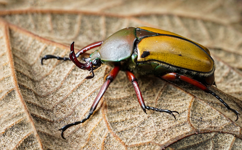 Eudicella smithi | UU-Fotografie – Ulrike Unterbruner