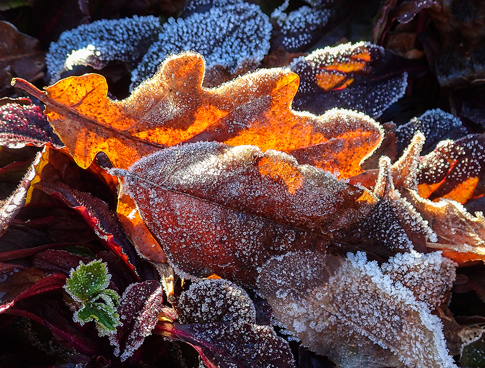 Leaves with Hoarfrost | UU-Fotografie – Ulrike Unterbruner