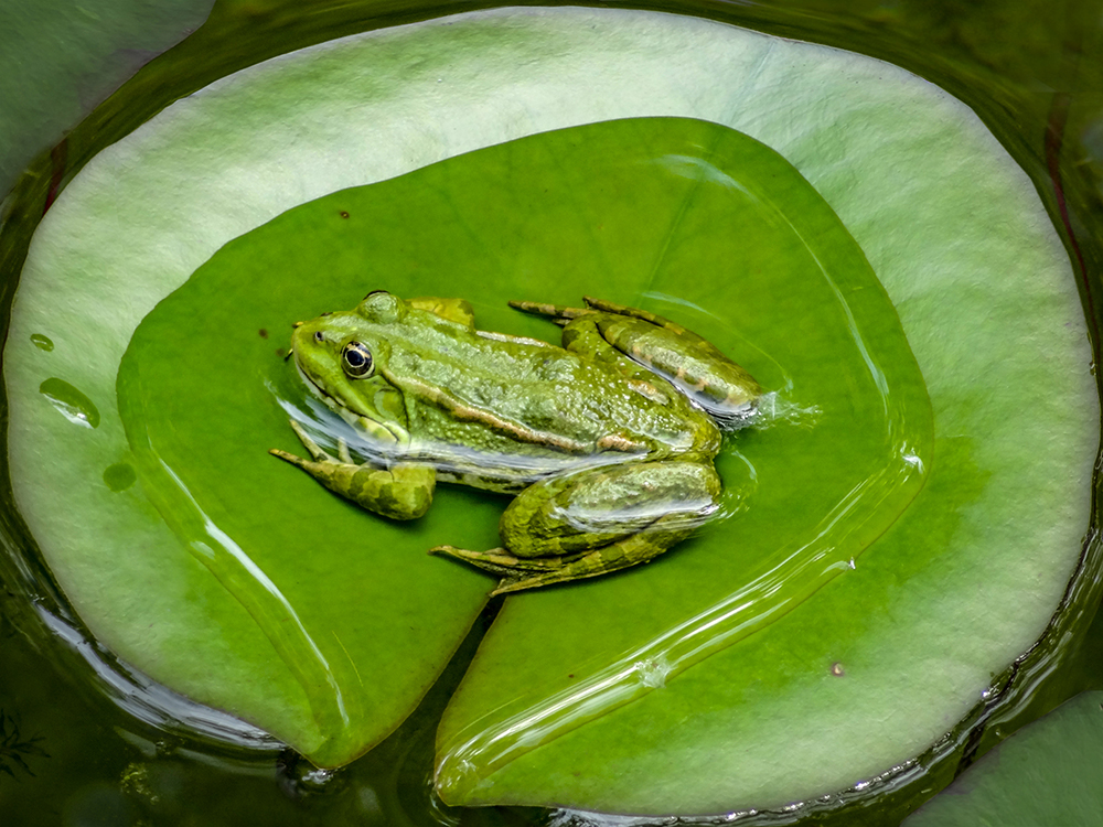 A Litte Pond on its Own | UU-Fotografie – Ulrike Unterbruner