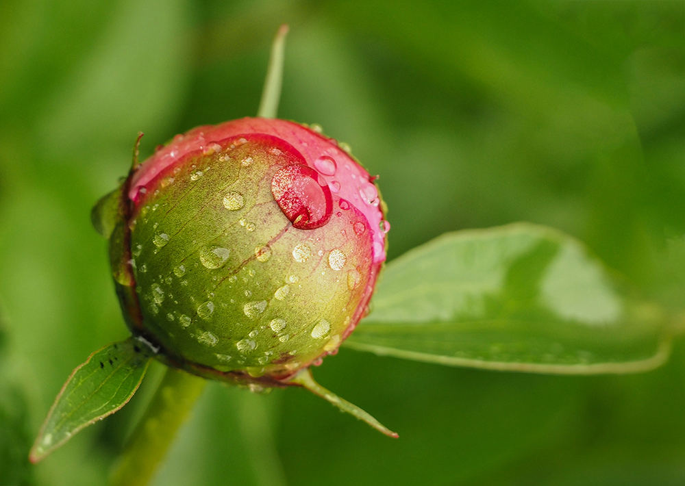 Bud of Paeonia | UU-Fotografie – Ulrike Unterbruner