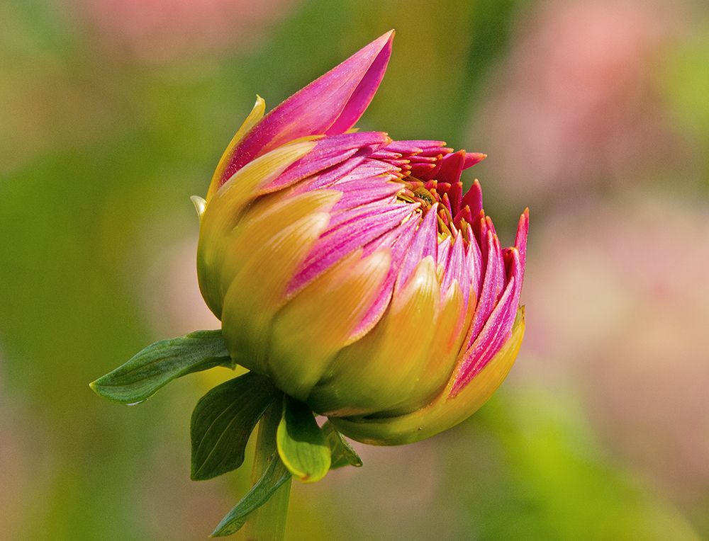 Bud of Red Dahlia | UU-Fotografie – Ulrike Unterbruner
