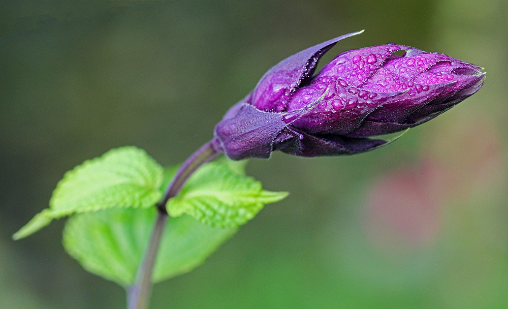 Buds of Salvia | UU-Fotografie – Ulrike Unterbruner