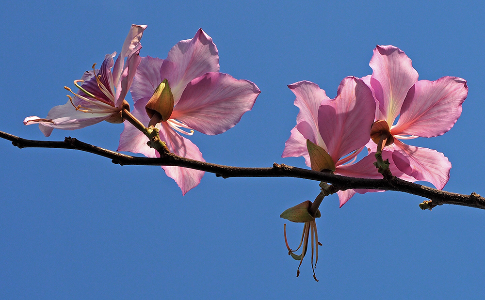 Pink Blossoms on Tree | UU-Fotografie – Ulrike Unterbruner