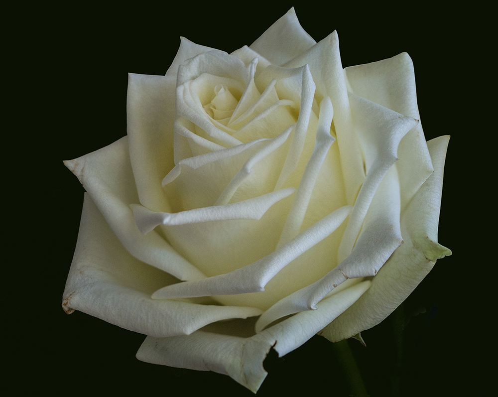 A Ripe Rose | UU-Fotografie – Ulrike Unterbruner